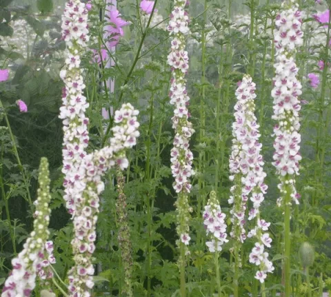 Verbascum chaixii 'Album'