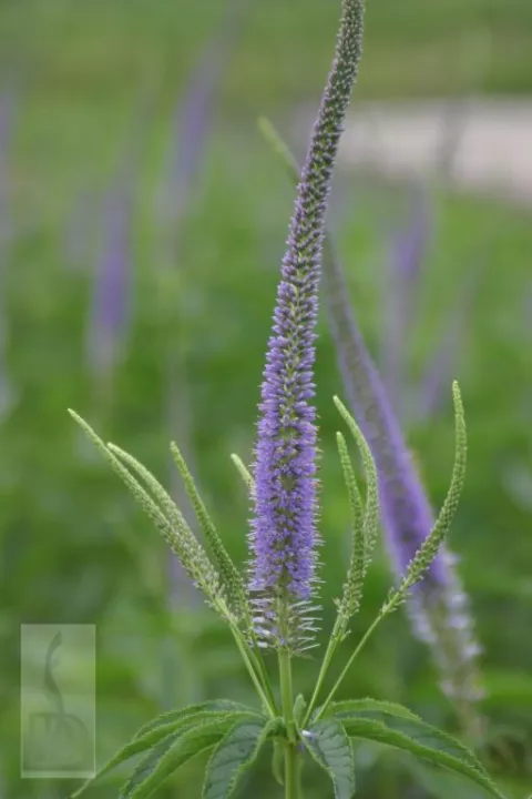 Veronicastrum virg. 'Apollo'