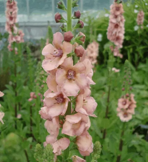 Verbascum 'Cotswold Queen'