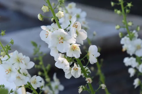 Verbascum phoeniceum 'Flush of White'