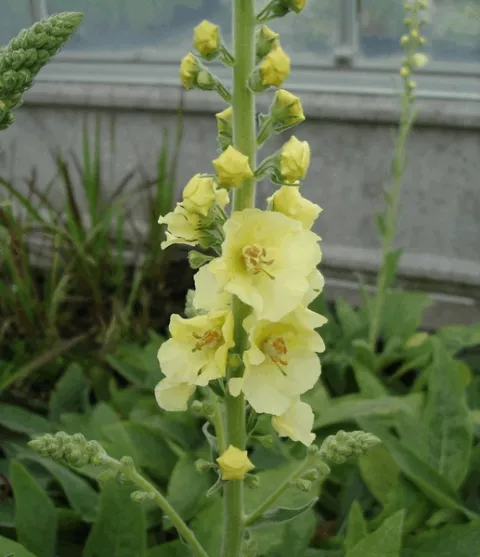 Verbascum 'Gainsborough'