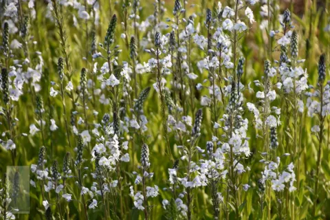 Veronica gentianoides