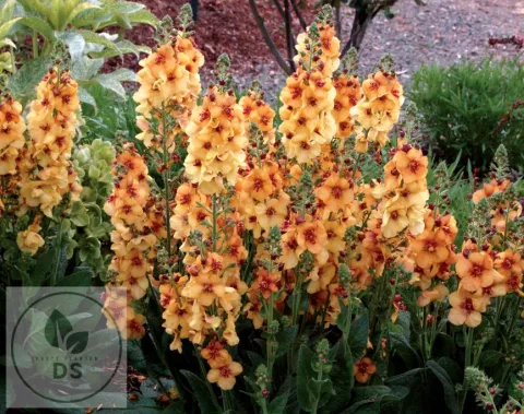 Verbascum 'Honey Dijon'