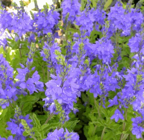Veronica austr. 'Knallblau'