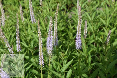 Veronicastrum virg. 'LavendeLturm'