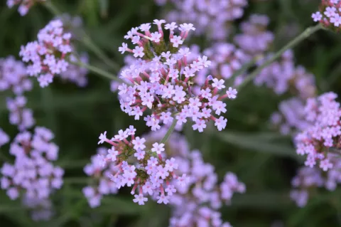 Verbena bonariensis 'Lollipop'