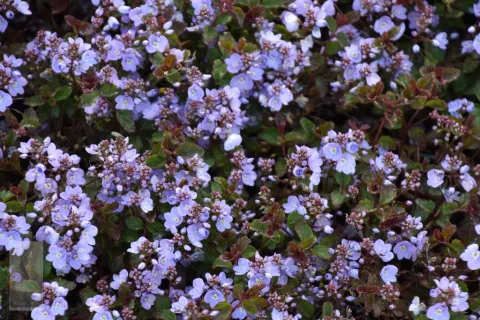 Veronica petraea 'Mme Mercier'