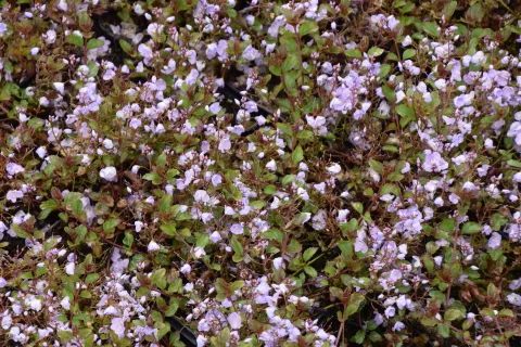 Veronica petraea 'Mme Mercier'