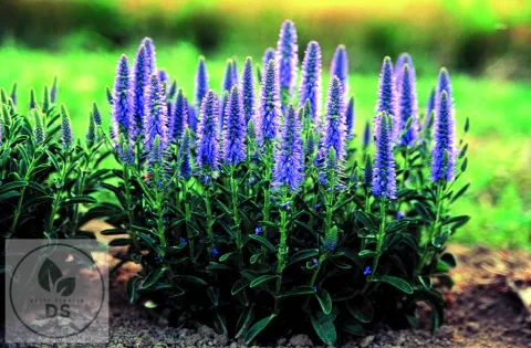 Veronica spic. 'Nana Blauteppich'