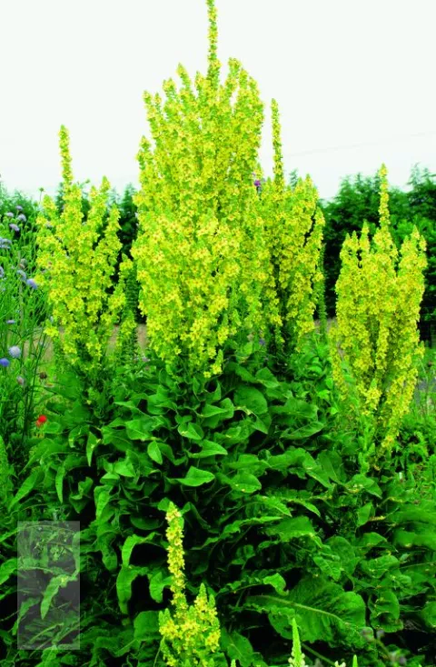 Verbascum olympicum