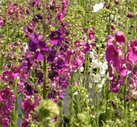 Verbascum phoeniceum