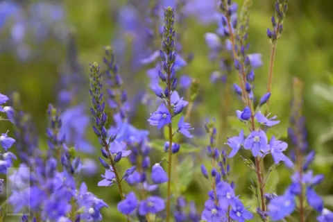 Veronica austr. 'Royal Blue'