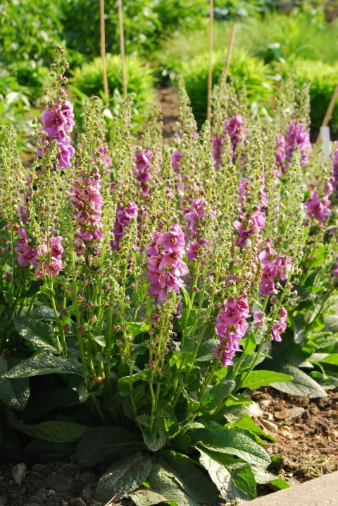Verbascum 'Sugar Plum'