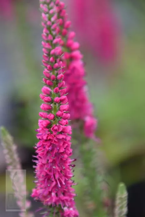 Veronica spic. 'Rotfuchs'