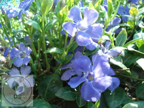 Vinca minor 'Bowles Variety' ('La Grave')