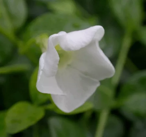 Vinca minor 'Elisa'