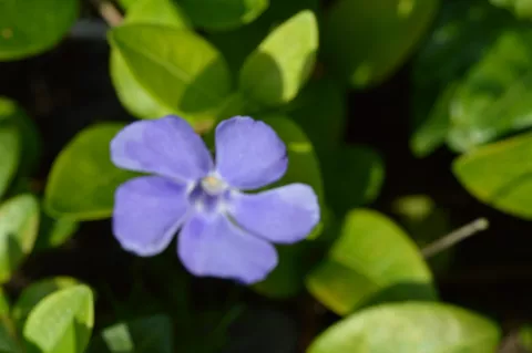 Vinca minor 'Flower Power'