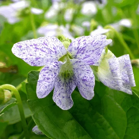 Viola sororia 'Freckles'