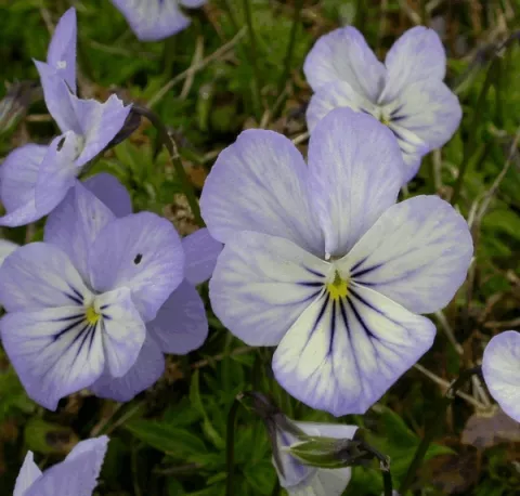 Viola (C) 'Icy But Spicy'