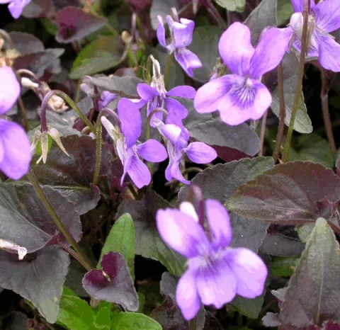 Viola labradorica