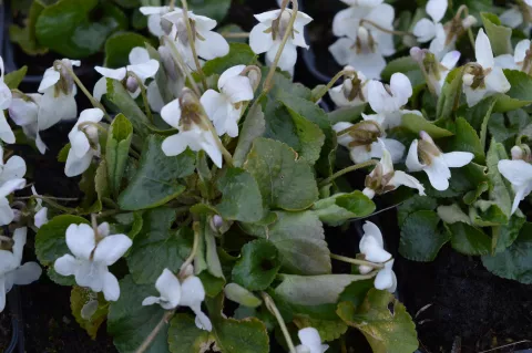 Viola odorata 'Alba'