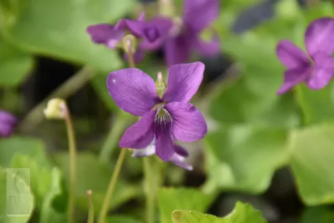Viola sororia 'Rubra'