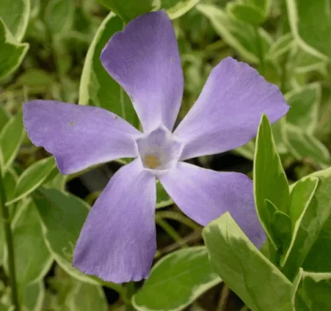 Vinca major 'Variegata'
