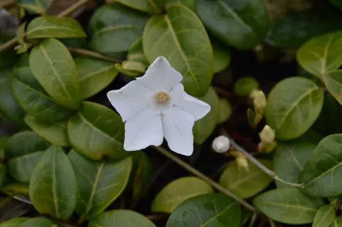 Vinca minor 'White Power'