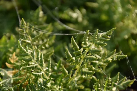 Woodsia obtusa