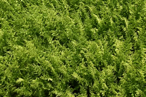 Woodsia obtusa