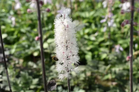 Actaea simplex 'Atropurpurea'