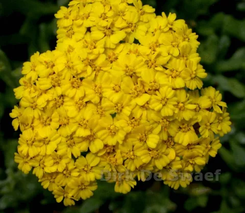 Achillea tomentosa 'Aurea'