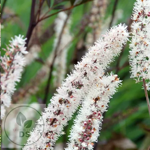 Actaea simplex 'Black Negligee'