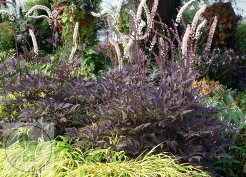 Actaea simplex 'Black Negligee'