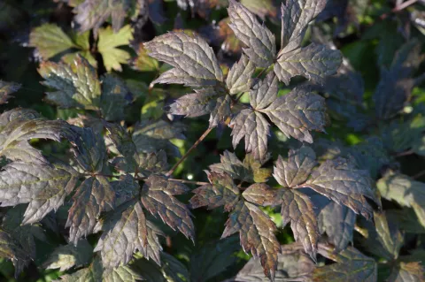 Actaea simplex 'Brunette'