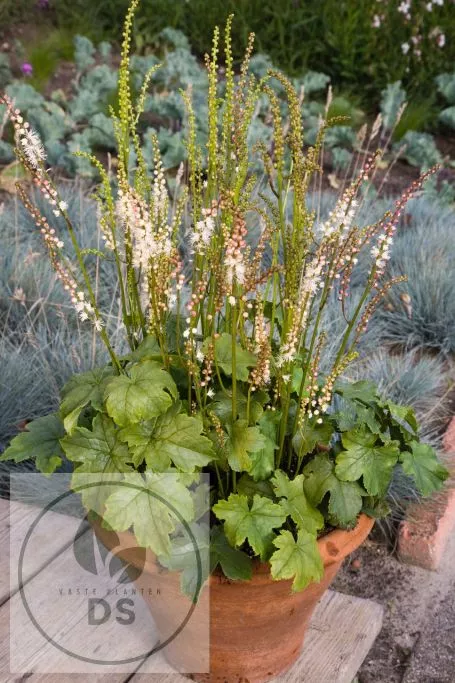 Actaea japonica 'Cheju-Do'