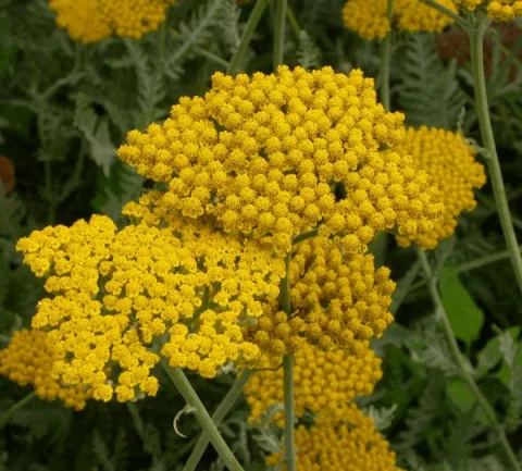 Achillea hybr. 'Coronation Gold'