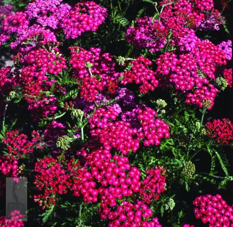 Achillea millefolium 'Cerise Queen'