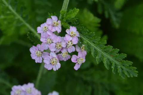 Achillea millefolium 'Lilac Beauty'