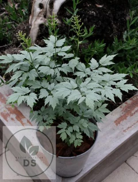 Actaea pachypoda 'Misty Blue'