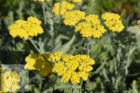 Achillea hybr. 'Moonshine'