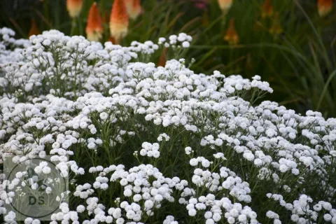 Achillea ptarm. 'Peter Cottontail' PBR