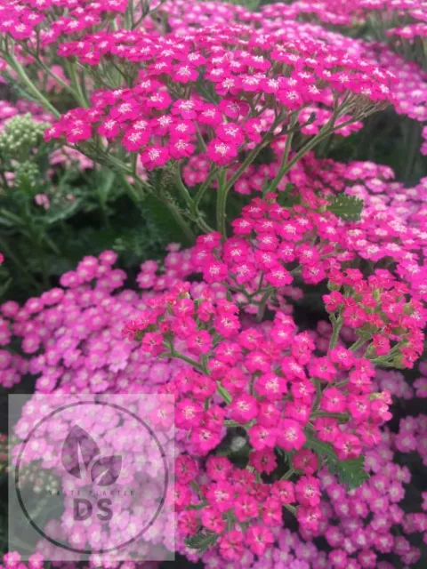 Achillea millefolium 'Pink Grapefruit'