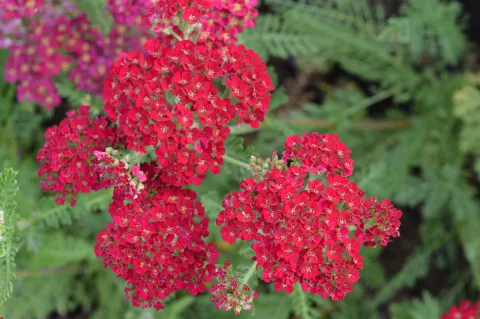 Achillea millefolium 'Pomegranate'
