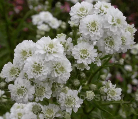 Achillea ptarm. 'Perry's White'