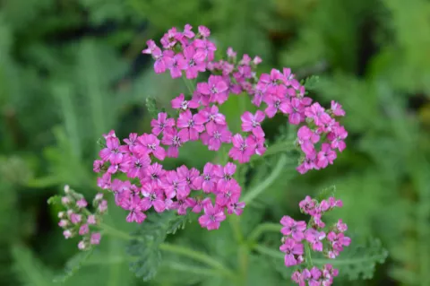 Achillea millefolium 'Red Beauty'