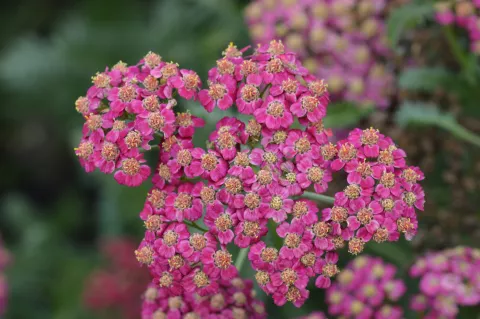 Achillea millefolium 'Red Velvet'
