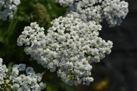 Achillea millefolium 'Schneetaler'