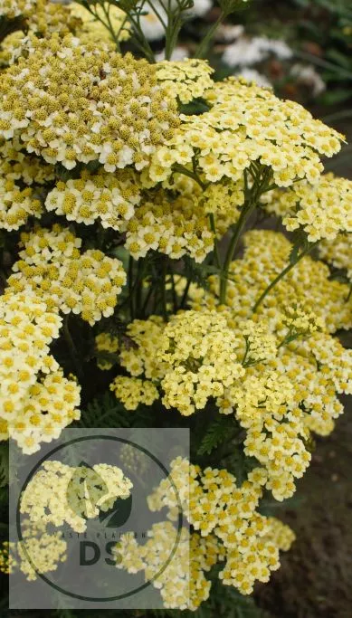Achillea millefolium 'Sunny Seduction'