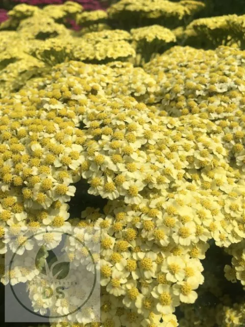 Achillea millefolium 'Sunny Seduction'